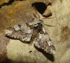 Biston strataria